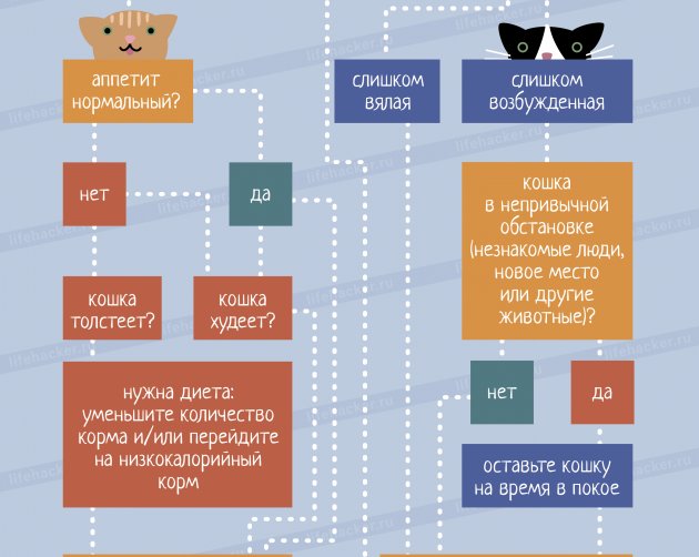 Как понять, что ваша кошка больна
